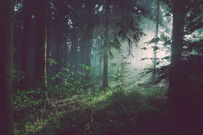 Sunlight in a forest